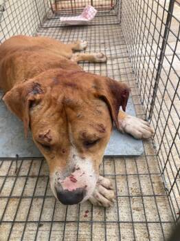 Pit Bull Terrier and Boxer Dogs Available for Adoption in Dallas, Texas - FARIO | PetCurious