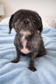 Shih Tzu Dogs Available for Adoption - Muffy (Senior) | PetCurious