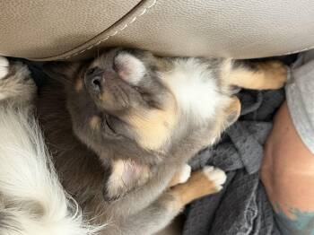 Border Collie Dogs Available for Adoption - Asher  | PetCurious