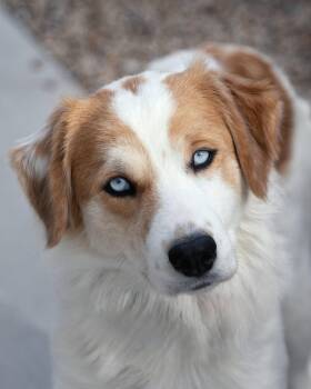 PEACHES -  Australian Shepherd and Border Collie Dog for Adoption in Scottsdale, Arizona - PEACHES | PetCurious