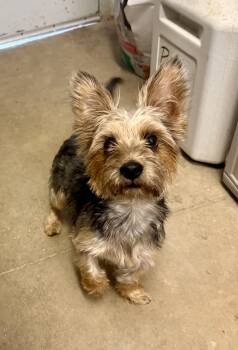 Kaito -  Yorkshire Terrier Dog for Adoption in Winter, Wisconsin - Kaito | PetCurious