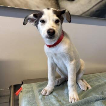 IVHS-Stray-142452 -  Siberian Husky Dog for Adoption in San Gabriel, California - IVHS-Stray-142452 | PetCurious