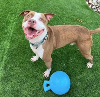 Pit Bull Terrier and Mixed Breed Dogs Available for Adoption - POPPA | PetCurious