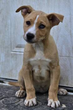 Wisteria -  German Shepherd Dog Dog Available for Adoption in Fort Payne, Alabama - Wisteria | PetCurious