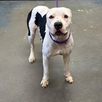 Precious -  Mixed Breed Dog for Adoption in Memphis, Tennessee - Precious | PetCurious