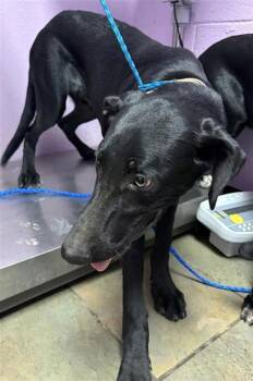 61731094 -  Mixed Breed Dog for Adoption in El Paso, Texas - 61731094 | PetCurious