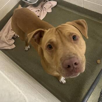 Pit Bull Terrier Dogs Available for Adoption - 70058 | PetCurious