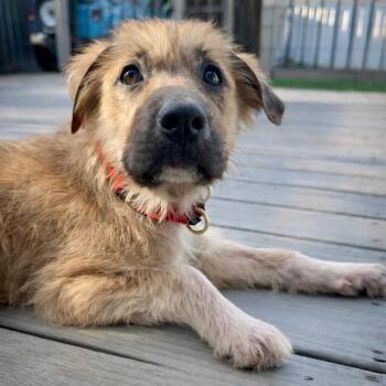 Great Pyrenees and Anatolian Shepherd Dogs Available for Adoption in Princeton, Massachusetts - Crumbles | PetCurious