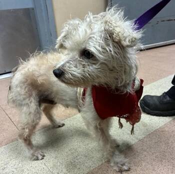 Leche -  Poodle and Terrier Dog for Adoption in Pacifica, California - Leche | PetCurious