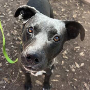 Black Labrador Retriever Dogs Available for Adoption in Klein, Texas - Annie | PetCurious