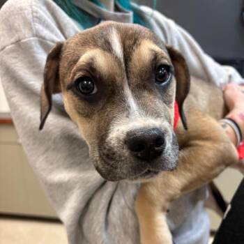 Mixed Breed Dogs Available for Adoption - Millie 5281 | PetCurious