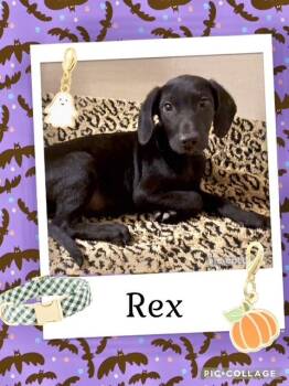Rescue Labrador Retriever Dogs for Adoption in Manchester, Connecticut - Rex | PetCurious