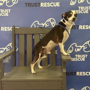 GORDON -  Chihuahua and Mixed Breed Dog for Adoption in Waterford, New Jersey - GORDON | PetCurious