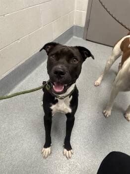 SELENA -  Boxer Dog for Adoption in Indianapolis, Indiana - SELENA | PetCurious