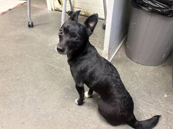 Chihuahua Dogs Available for Adoption in Santa Cruz, California - DON RICARDO* | PetCurious