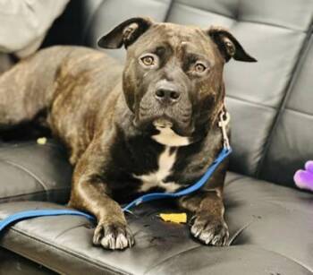 Mixed Breed Dogs Available for Adoption - Raisin | PetCurious