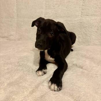 Conway (20260929-04) -  Labrador Retriever Dog for Adoption in Niagara Falls, Ontario - Conway (20260929-04) | PetCurious