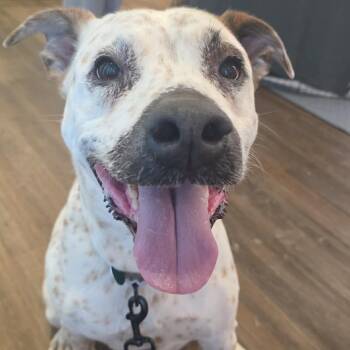 Nadia -  Mixed Breed Dog for Adoption in Buffalo, Minnesota - Nadia | PetCurious