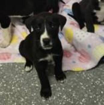 Mixed Breed Dogs Available for Adoption - Lina | PetCurious