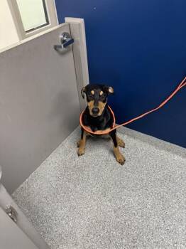 A186234 -  Doberman Pinscher and Mixed Breed Dog for Adoption in Pasadena, Texas - A186234 | PetCurious