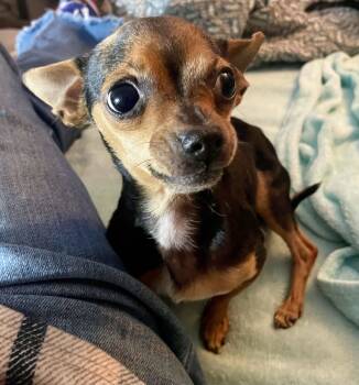 Rescue Chihuahua Dogs for Adoption in Blountstown, Florida - Honey | PetCurious