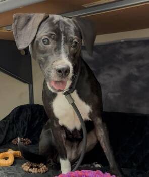 Rosie -  English Pointer Dog for Adoption in Mobile, Alabama - Rosie | PetCurious