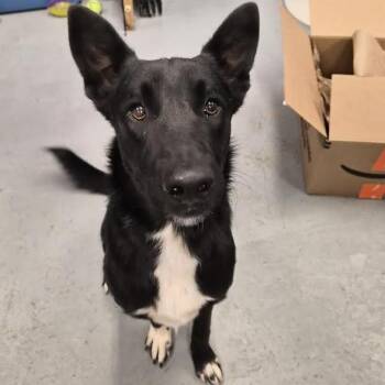 Shepherd and Belgian Shepherd Malinois Dogs Available for Adoption - OJ (Other Jack) | PetCurious