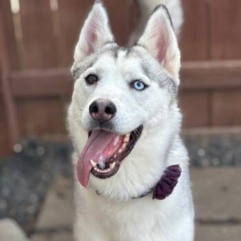 Madame Cleo is your future -  Husky and Alaskan Malamute Dog for Adoption in Friendswood, Texas - Madame Cleo Is Your Future | PetCurious