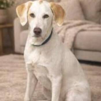 Terrier Dogs Available for Adoption - Spirit | PetCurious