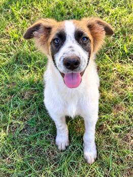 Phoenix -  Australian Shepherd and Border Collie Dog for Adoption in Dallas, Texas - Phoenix | PetCurious