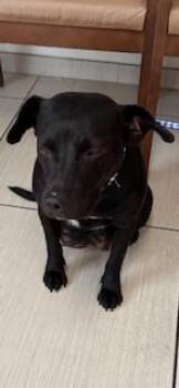 Hilda -  Labrador Retriever and Mixed Breed Dog for Adoption in Honolulu, Hawaii - Hilda | PetCurious