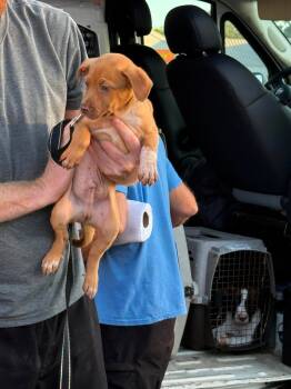 THORNE -  Mixed Breed Dog for Adoption in Holbrook, New York - THORNE | PetCurious
