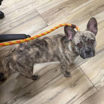 Corduroy -  English Bulldog Dog for Adoption in Newark, New Jersey - Corduroy | PetCurious