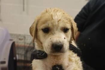 STRAWBERRY -  Mixed Breed Dog for Adoption in Columbia, South Carolina - STRAWBERRY | PetCurious