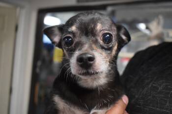 Cisco (L624 D4) -  Chihuahua Dog for Adoption in Pahrump, Nevada - Cisco (L624 D4) | PetCurious