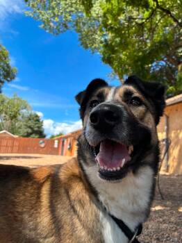 Freya -  Shepherd Dog for Adoption in Canon City, Colorado - Freya | PetCurious