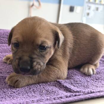 661 (2026) Patina -  Shepherd and Pit Bull Terrier Dog Available for Adoption in Parker, Colorado - 661 (2026) Patina | PetCurious