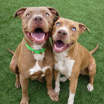 Gizmo -  Mixed Breed Dog Available for Adoption in Idaho Falls, Idaho - Gizmo | PetCurious