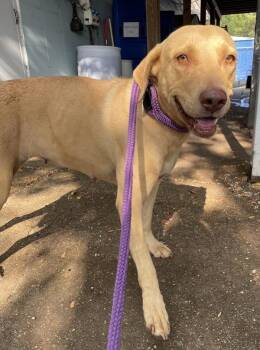 Katrina -  Labrador Retriever and Catahoula Leopard Dog Dog for Adoption in Mobile, Alabama - Katrina | PetCurious