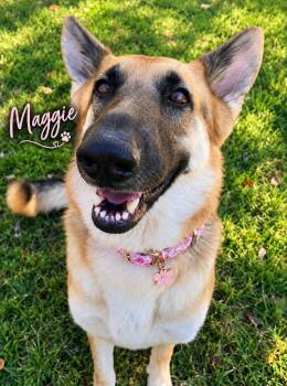 MAGGIE GS -  German Shepherd Dog Dog for Adoption in Lucas, Texas - MAGGIE GS | PetCurious