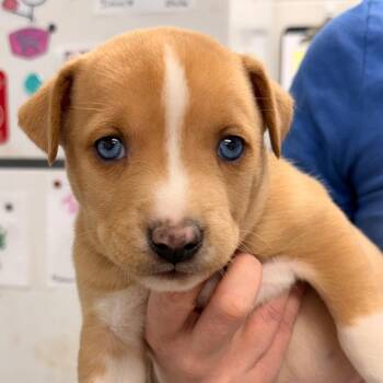 Husky Dogs Available for Adoption in Evansville, Indiana - Myrtle | PetCurious