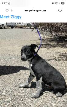 Ziggy -  Australian Cattle Dog Blue Heeler Dog for Adoption in Salt Lake City, Utah - Ziggy | PetCurious