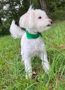 Morgan -  Maltese Dog for Adoption in Syracuse, New York - Morgan | PetCurious