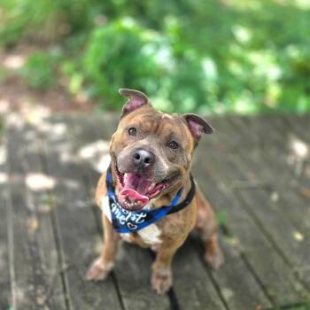 Bruce Wayne -  Mixed Breed Dog for Adoption in Port Charlotte, Florida - Bruce Wayne | PetCurious