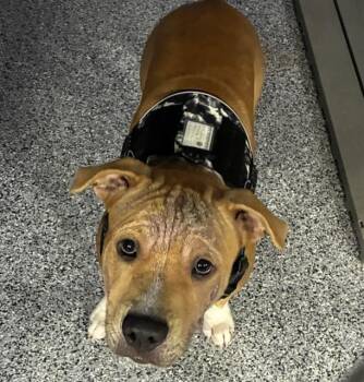TED -  Mixed Breed Dog for Adoption in Palmetto, Florida - TED | PetCurious
