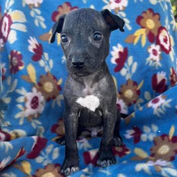 Trex -  Terrier Dog for Adoption in Grand Bay, Alabama - Trex | PetCurious