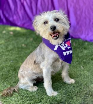 Terrier Dogs Available for Adoption in Rowland Heights, California - Macy | PetCurious