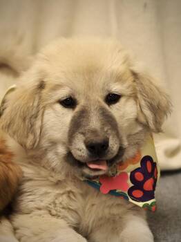 Dominos -  Great Pyrenees Dog for Adoption in Buena Vista, Colorado - Dominos | PetCurious