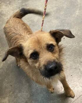Terrier Dogs Available for Adoption in Sacramento, California - Meatloaf  | PetCurious