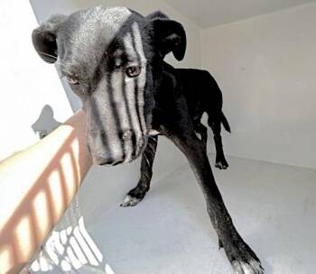 Labrador Retriever and Mixed Breed Dogs Available for Adoption in Houston, Texas - A654789 | PetCurious